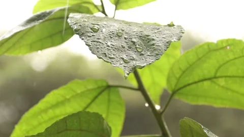 Rain drops on large green leaves leaves after heavy rain Stock Footage 172084189
