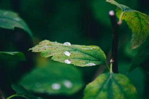 Rain drops on leaf after rain Stock Photos