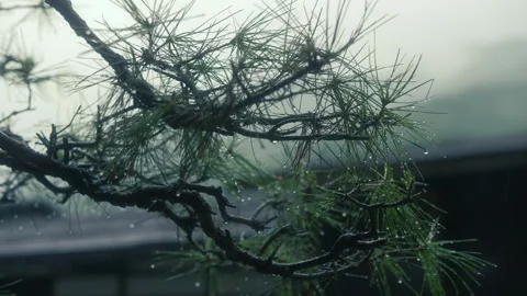 Rain drops on leaf and branches of pine tree in drizzle rainy day Stock Footage 272469285