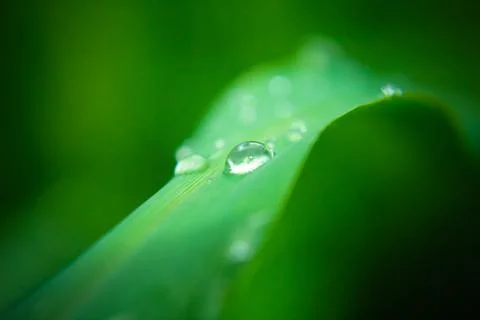 Rain drops on a leaf background, Green Leaf Background Stock Photos