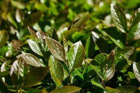 Rain drops on leaf. beautiful green shiny leaves of young greenery Stock Photos