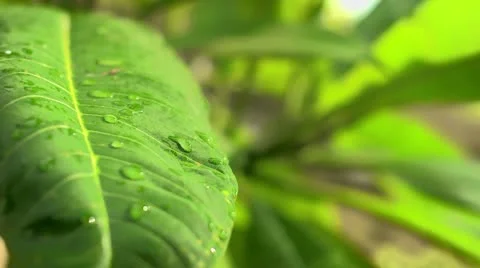 Rain drops on the leaf Stock Footage 22271006