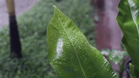 Rain drops on leaf Видео 49677851