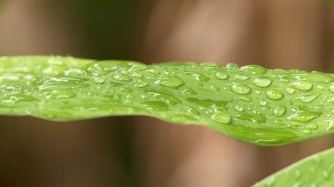 Rain drops on leaf Stock Footage 71696083