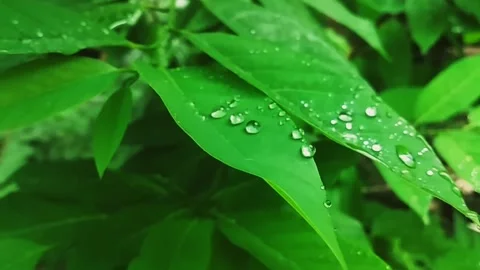 Rain drops on leaf Stock Footage 146410032