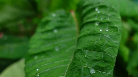 Rain Drops on a Leaf Stock Footage 284377571