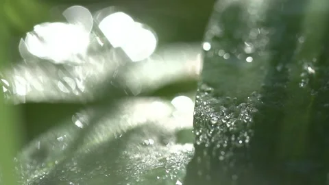 Rain drops on a leaf in forest. Dew on grass and flowers. Nature reserve. Video stock 144055090