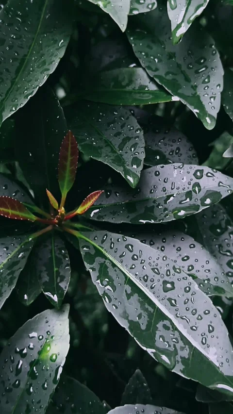 Rain drops on a leaf, leaf, plant, nature, water, texture, grass, abstract, Stock Footage 245862157
