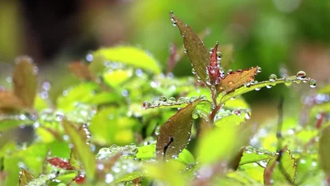 Rain drops on leaf macro Stock Footage 241922611