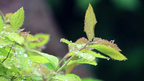 Rain drops on leaf macro Stock Footage 244251925