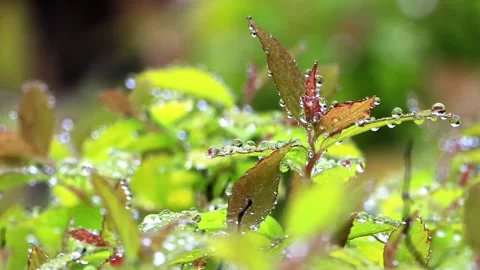 Rain drops on leaf macro Stock Footage 244251971