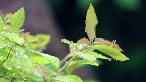 Rain drops on leaf macro Stock Footage 244268593