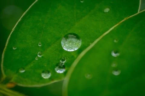 Rain Drops on Leaf Micro Stock Photos