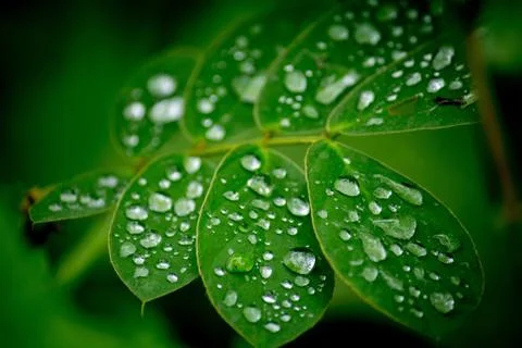 Rain Drops on Leaf Micro Stock Photos