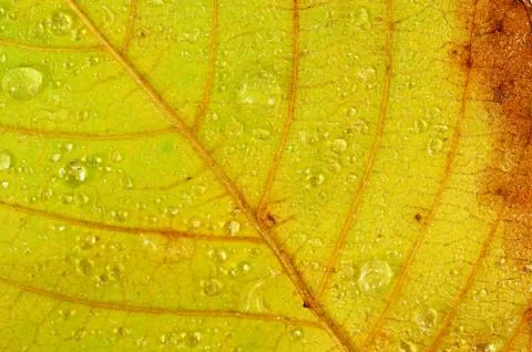 Rain Drops on Leaf Stock Photos