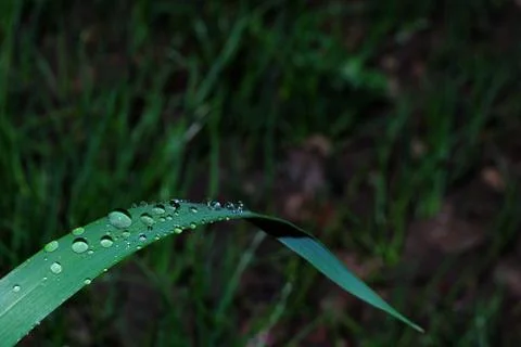 Rain drops on leaf Stock Photos