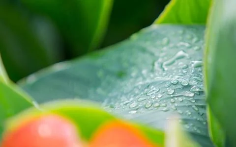 Rain drops on leaf Foto stock