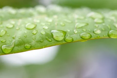 Rain drops on leaf Stock Photos