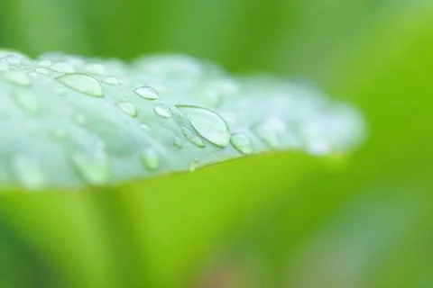 Rain drops on leaf Stock Photos