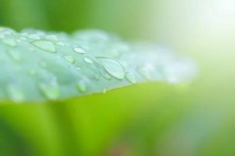 Rain drops on leaf Stock Photos