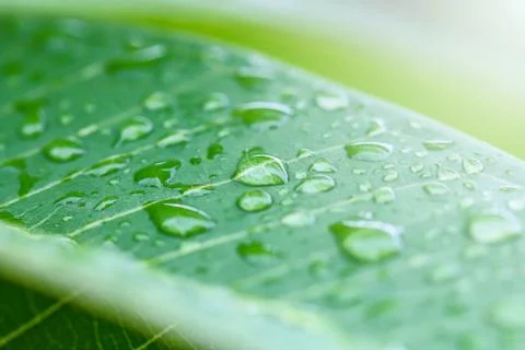 Rain drops on leaf Foto stock