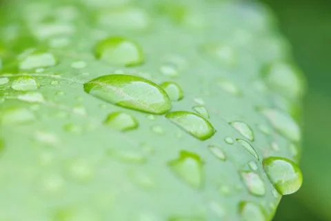 Rain drops on leaf Stock Photos
