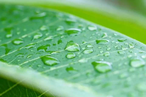 Rain drops on leaf Stock Photos
