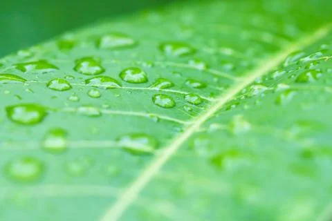 Rain drops on leaf Stock Photos