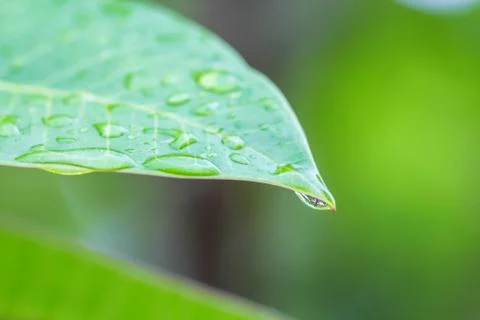 Rain drops on leaf Stock Photos