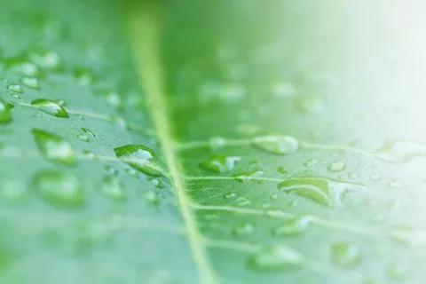 Rain drops on leaf Stock Photos