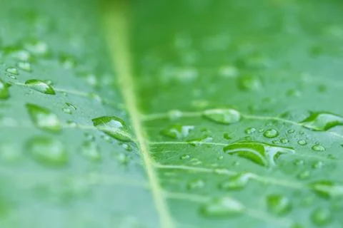 Rain drops on leaf Stock Photos