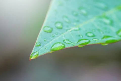 Rain drops on leaf Foto stock