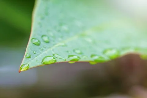 Rain drops on leaf Stock Photos