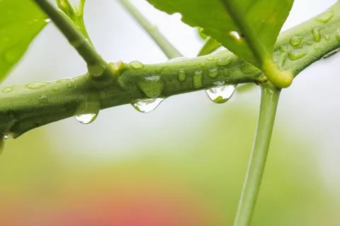Rain drops on leaf Stock Photos