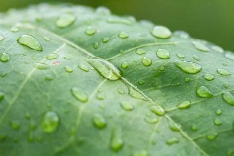 Rain drops on leaf Stock Photos