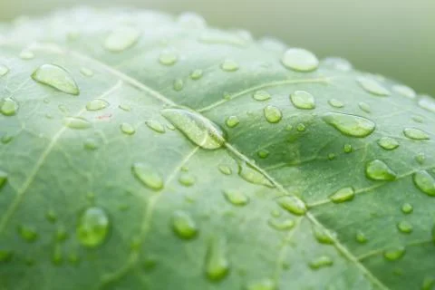 Rain drops on leaf Stock Photos