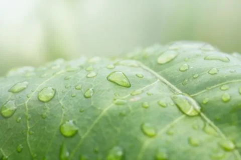 Rain drops on leaf Stock Photos