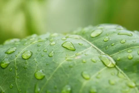 Rain drops on leaf Stock Photos