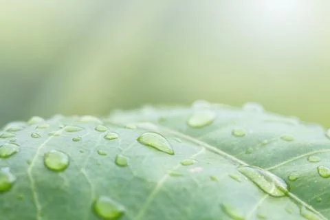 Rain drops on leaf Stock Photos