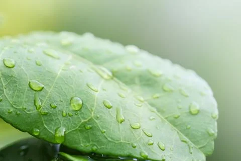 Rain drops on leaf Stock Photos