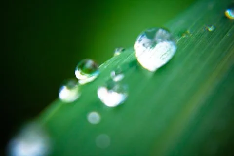 Rain drops on a leaf Foto stock