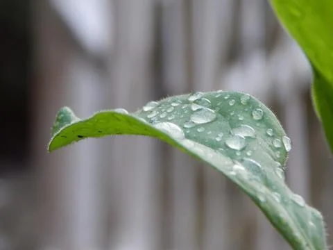 Rain drops on the leaf Stock Photos