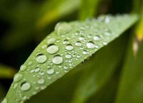 Rain drops on a leaf Stock Photos