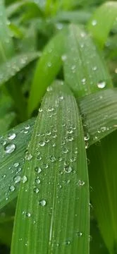 Rain drops on a leaf Stock Photos