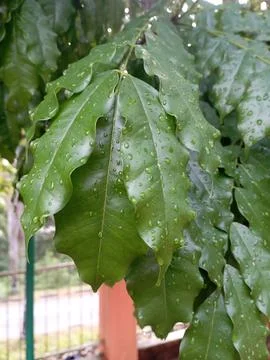 Rain drops on the leaf Stock Photos