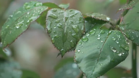 Rain Drops On Leaf Rose Highlights Stock Footage 63786456