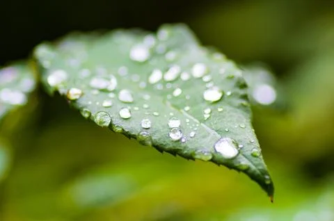 Rain drops on a leaf. Short depth of field. Stock Photos
