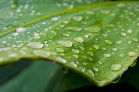Rain drops on a leaf. Short depth of field. Stock Photos