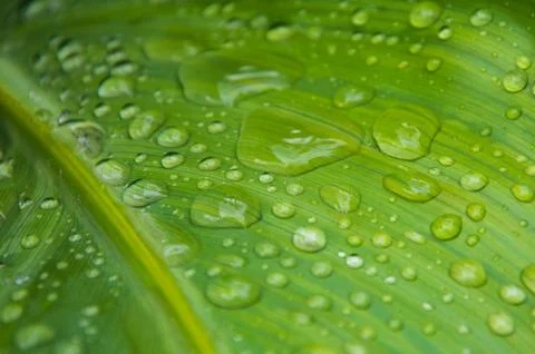 Rain drops on a leaf. Short depth of field. Stock Photos