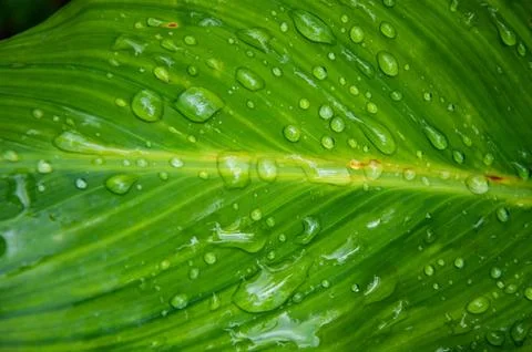 Rain drops on a leaf. Short depth of field. Stock Photos